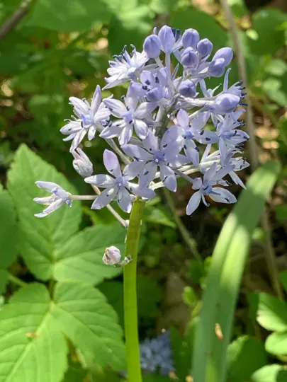 Italian bluebell