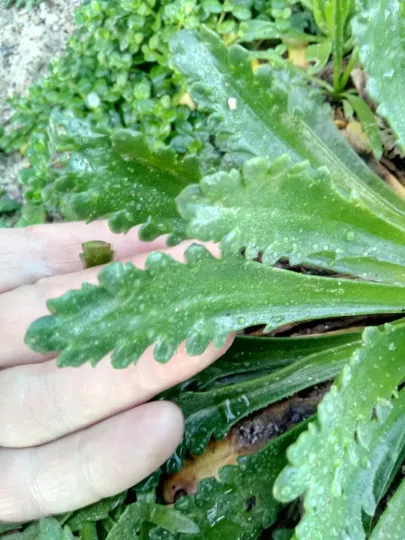Long-root plantain