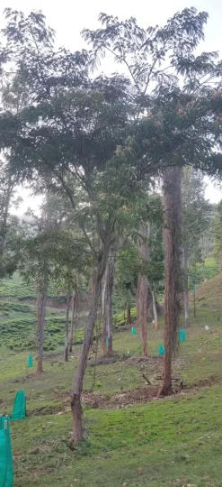 Albizia chinensis