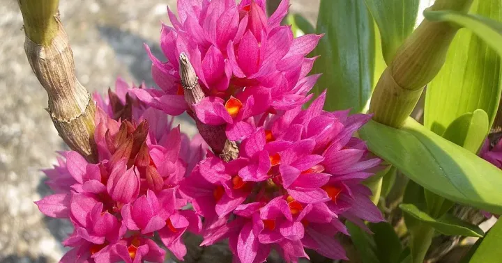 Bracteate dendrobium