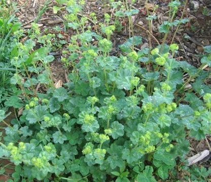 Bulgarian lady's mantle