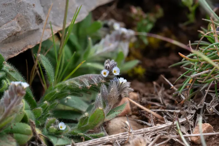 Thickened forget-me-not