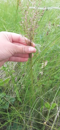 False sheep's fescue