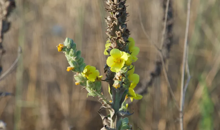 Snow mullein