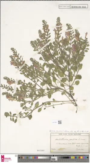 Scutellaria pontica
