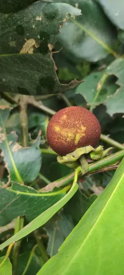 Malabar ebony
