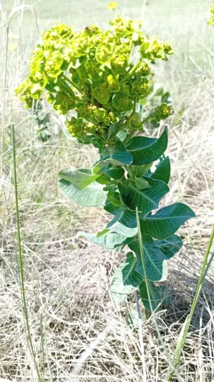 Field spurge