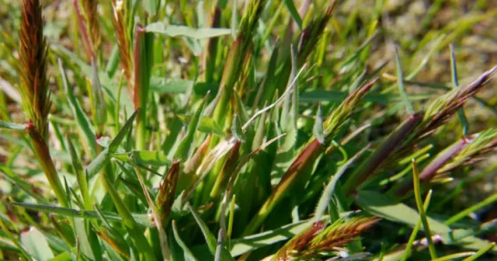 Sweet vernal grass