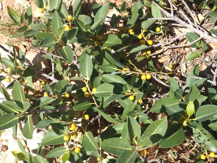 Rock fig