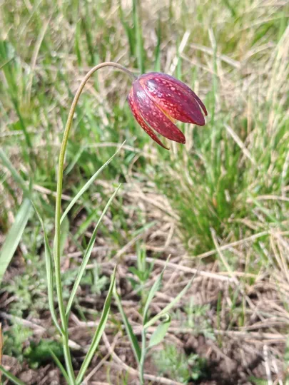 Little fritillary
