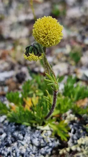 Norwegian wormwood