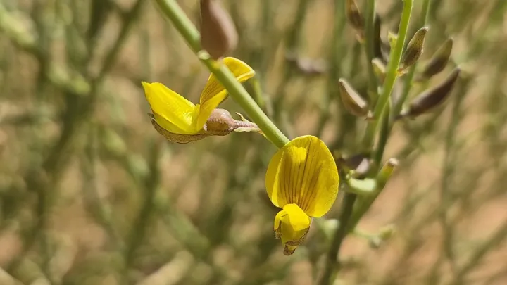 Egyptian rattlepod