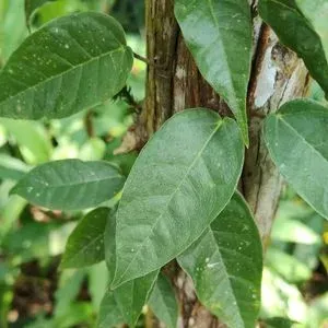 Фикус сарментоза
