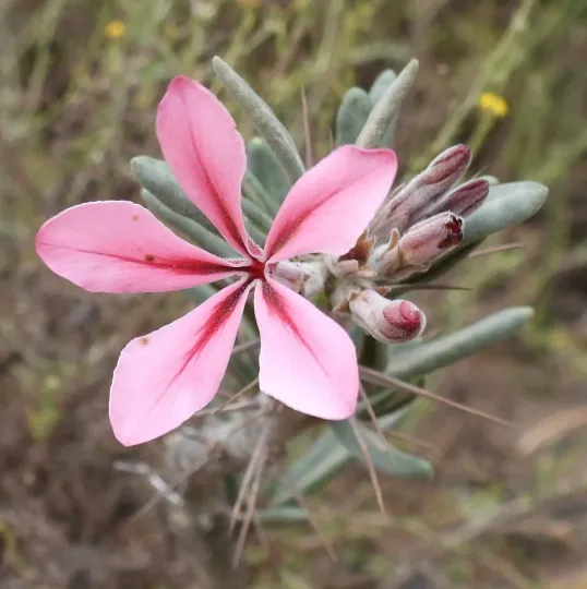 Pachypodium succulentum