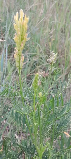 Astragalus asper