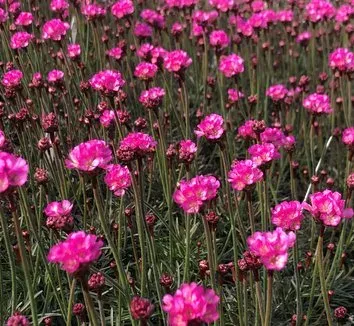 Armeria villosa
