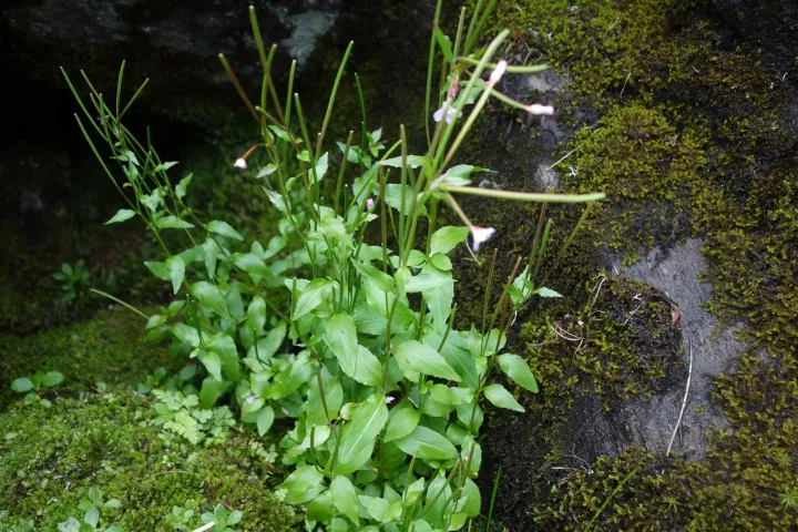 Hornemann's willowherb