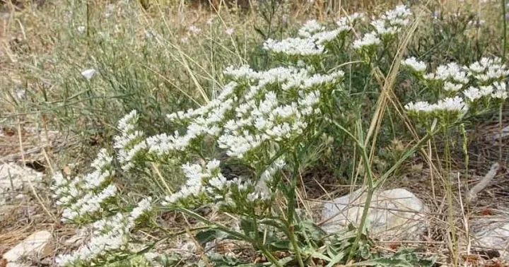 Goniolimon heldreichii