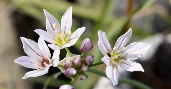 Massaessylum onion