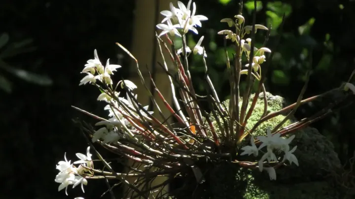 Dendrobium moniliforme
