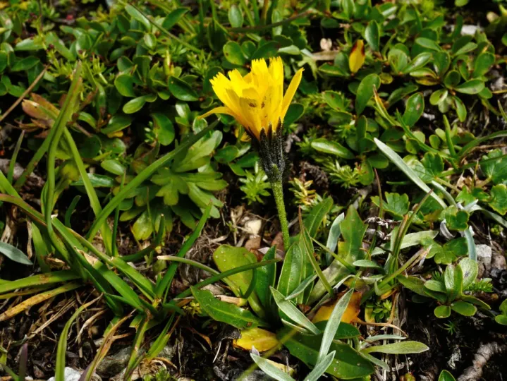 Mountain hawkbit