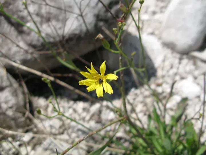 Chondrilla chondrilloides