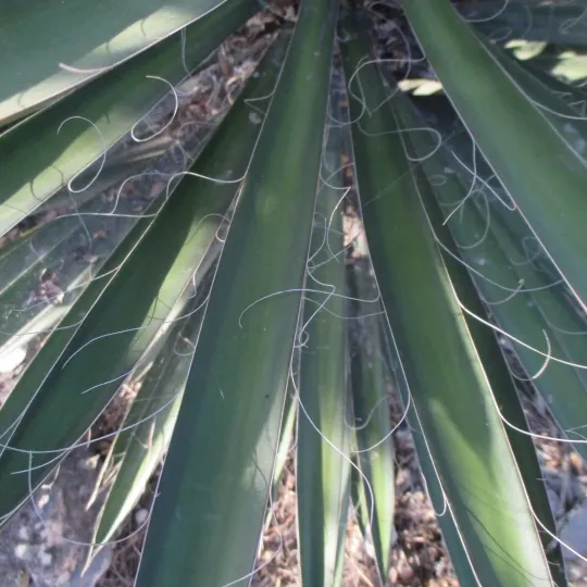 Thread-bearing yucca