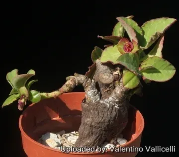 Euphorbia mafingensis