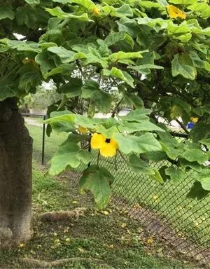 Uncarina grandidieri