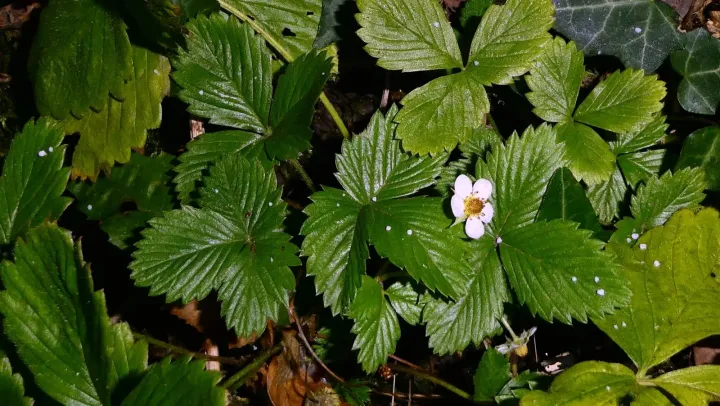 Fragaria vescana
