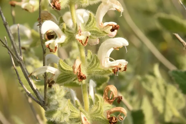 Dominica sage