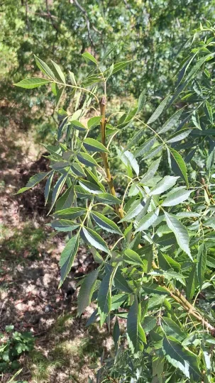 Syrian narrow-leaved ash