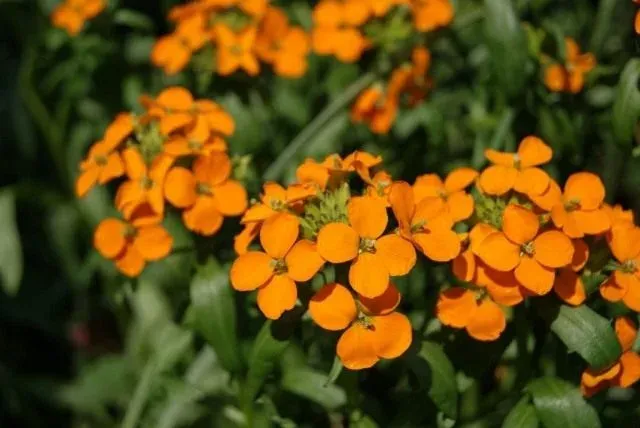 Erysimum perofskianum