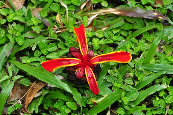Etlingera littoralis