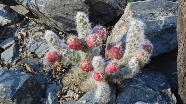Austrocylindropuntia vestita