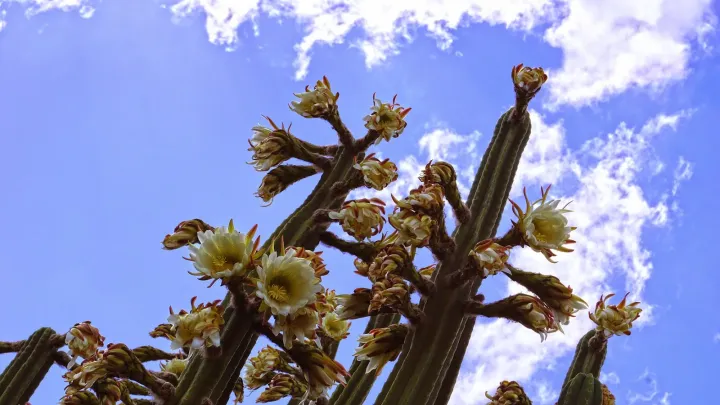 Cereus mortensenii