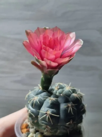 Gymnocalycium horstii