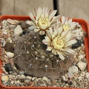 Gymnocalycium intertextum