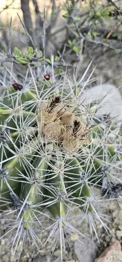Ferocactus flavovirens