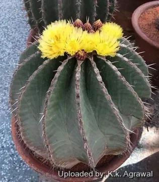 Ferocactus schwarzii