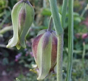 Elwes fritillary