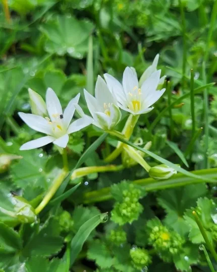 Ornithogalum balansae