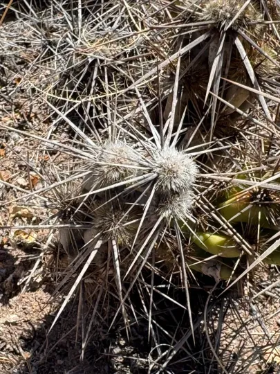 Corynopuntia emoryi