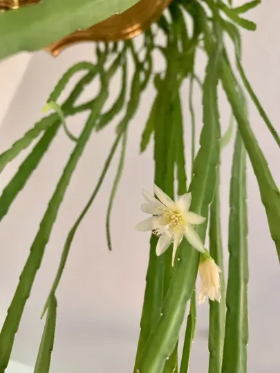 Pfeiffera boliviana