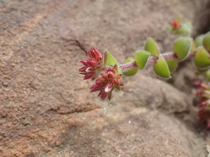 Crassula obovata