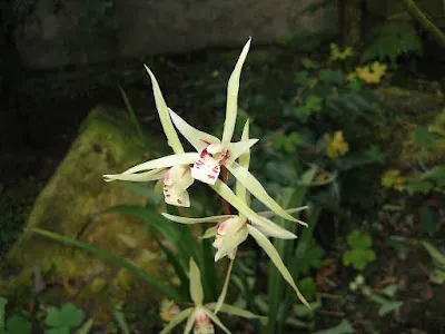 Cymbidium acuminatum