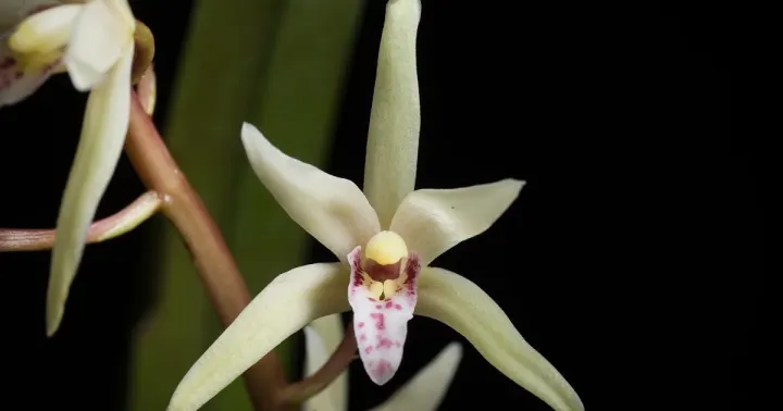 Cymbidium aliciae