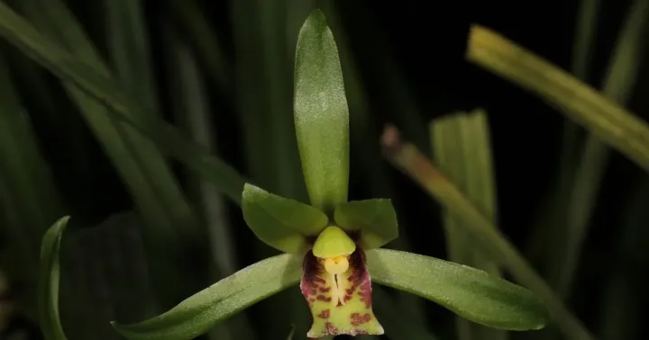 Cymbidium cyperifolium