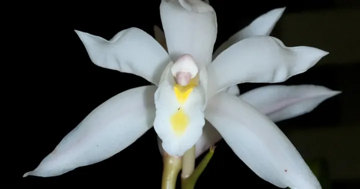 Ivory Cymbidium