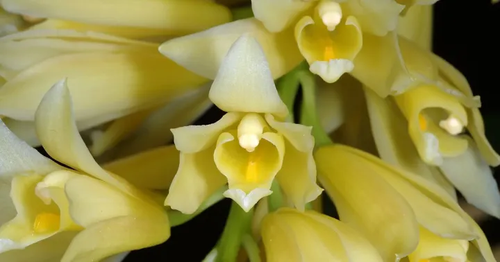 Cymbidium elegans
